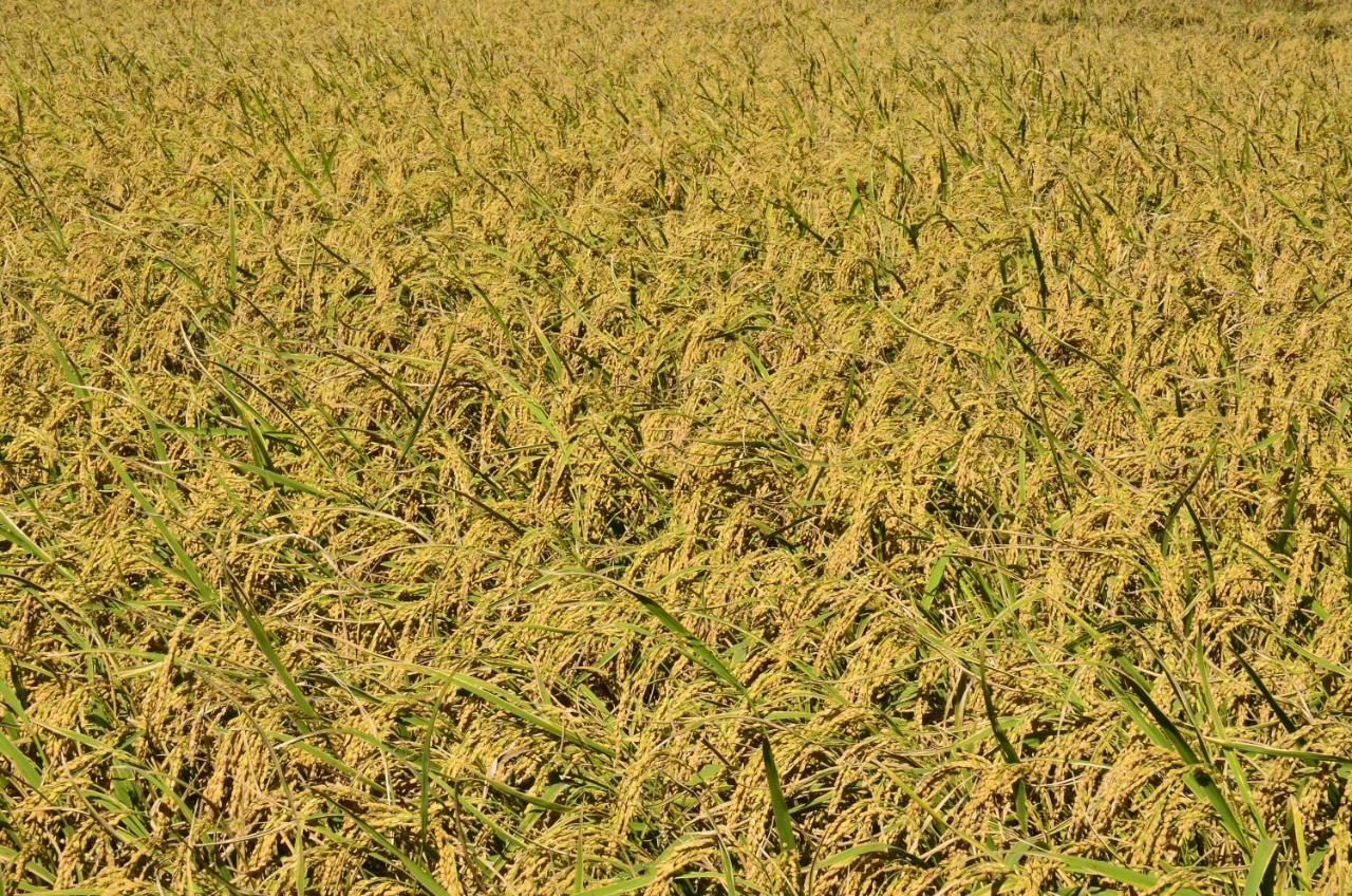 Appartement 八畝田 Bamutian Farmland 8 Mu à Yuli Extérieur photo